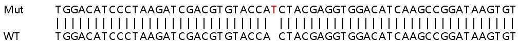Human AGO1 knockout HeLa cell lysate
