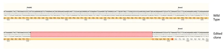 Next Generation Sequencing - Human AGO2 knockout A549 cell line (AB287204)