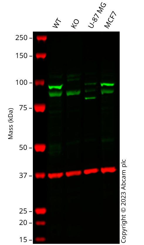 Western blot - Human AGO2 knockout HCT116 cell line (AB287205)