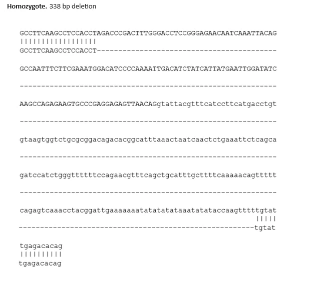 Sanger Sequencing - Human AGO2 knockout HeLa cell line (AB308488)