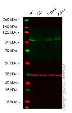 Western blot - Human AGO3 knockout HeLa cell line (AB265320)