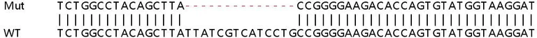 Sanger Sequencing - Human AGO3 knockout HeLa cell lysate (AB257819)