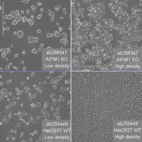 Cell Culture - Human AIFM1 (AIF) knockout HEK-293T cell line (AB266347)
