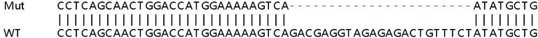 Sanger Sequencing - Human AIFM1 (AIF) knockout HEK-293T cell line (AB266347)