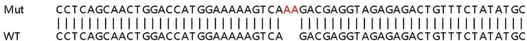 Sanger Sequencing - Human AIFM1 (AIF) knockout HEK-293T cell line (AB266347)