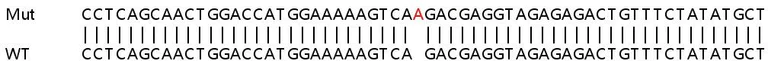 Sanger Sequencing - Human AIFM1 (AIF) knockout HEK-293T cell line (AB266347)