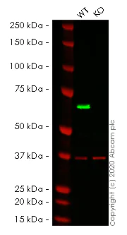 Western blot - Human AIFM1 (AIF) knockout HEK-293T cell line (AB266347)