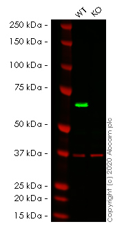 Western blot - Human AIFM1 (AIF) knockout HEK-293T cell lysate (AB256834)