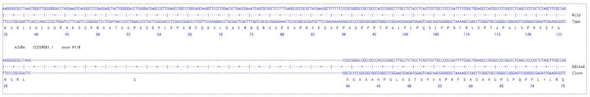 Sanger Sequencing - Human AJUBA Knockout A549 cell line (AB324207), expandable thumbnail