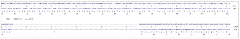 Sanger Sequencing - Human AJUBA Knockout A549 cell line (AB324207)