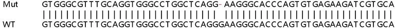 Sanger Sequencing - Human AK1 knockout HeLa cell lysate (AB257824)