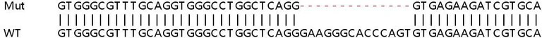 Sanger Sequencing - Human AK1 knockout HeLa cell lysate (AB257824)