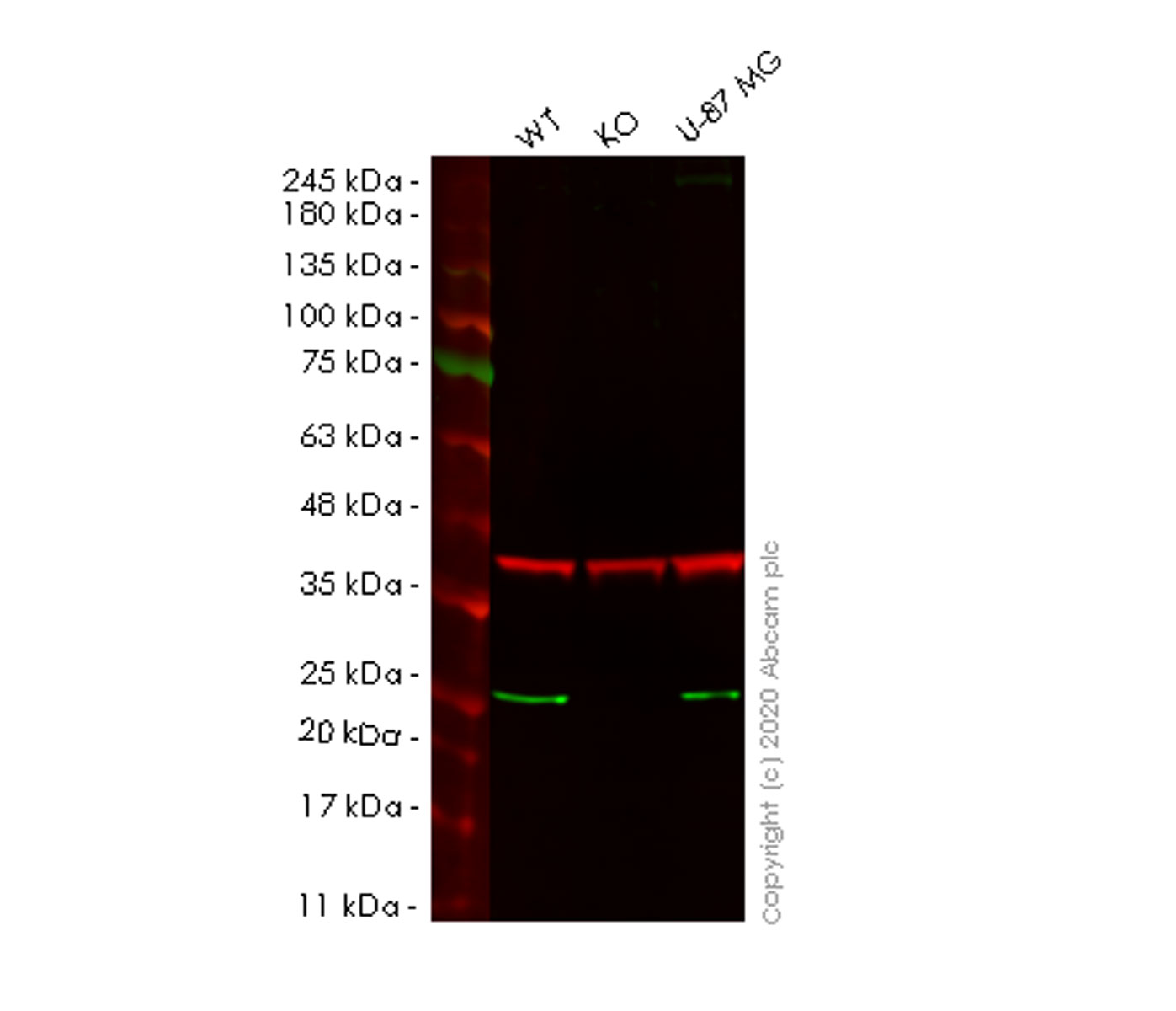 Western blot - Human AK1 knockout HeLa cell lysate (AB257824)
