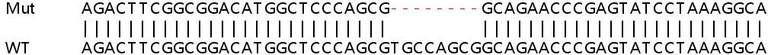 Sanger Sequencing - Human AK2 knockout HEK-293T cell line (AB266539)