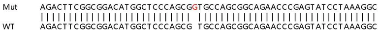 Sanger Sequencing - Human AK2 knockout HEK-293T cell line (AB266539)