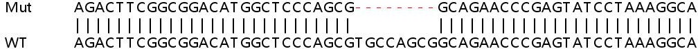 Sanger Sequencing - Human AK2 knockout HEK-293T cell lysate (AB257825), expandable thumbnail