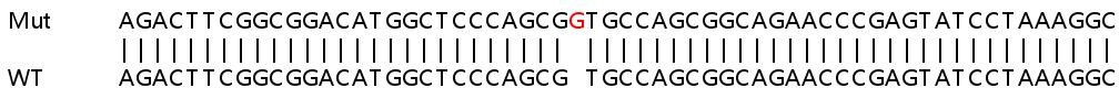 Sanger Sequencing - Human AK2 knockout HEK-293T cell lysate (AB257825), expandable thumbnail