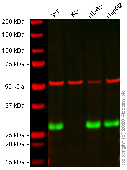 Western blot - Human AK2 knockout HEK-293T cell lysate (AB257825), expandable thumbnail
