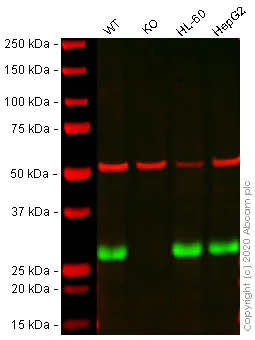 Western blot - Human AK2 knockout HEK-293T cell lysate (AB257825)