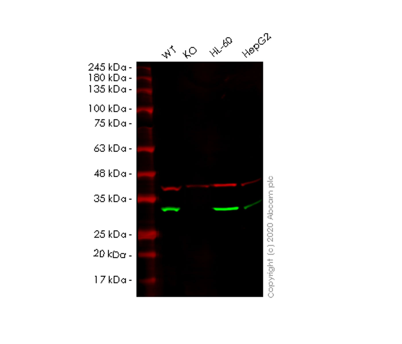 Western blot - Human AK2 knockout HEK-293T cell lysate (AB257825), expandable thumbnail