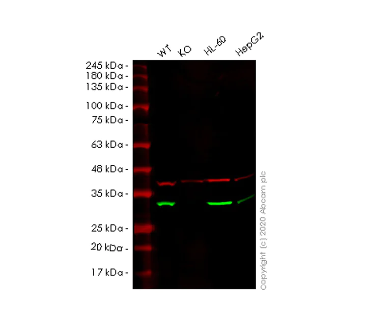 Western blot - Human AK2 knockout HEK-293T cell lysate (AB257825)