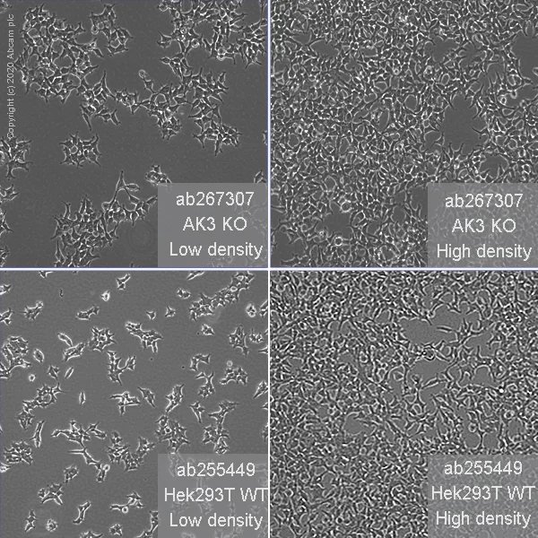 Cell Culture - Human AK3 knockout HEK-293T cell line (AB267307)