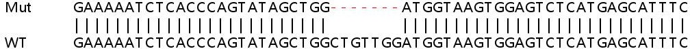 Sanger Sequencing - Human AK3 knockout HEK-293T cell lysate (AB257826), expandable thumbnail