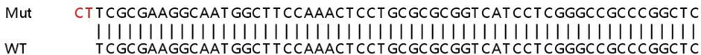 Sanger Sequencing - Human AK4 (AK3L1) knockout HeLa cell line (AB265331)