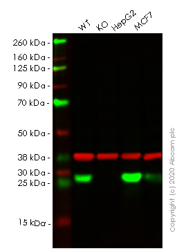 Western blot - Human AK4 (AK3L1) knockout HeLa cell line (AB265331), expandable thumbnail