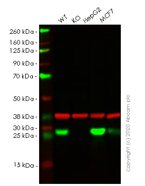 Western blot - Human AK4 (AK3L1) knockout HeLa cell line (AB265331)