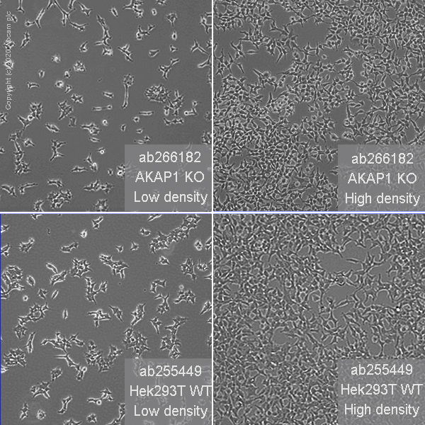 Human AKAP1 knockout HEK-293T cell line
