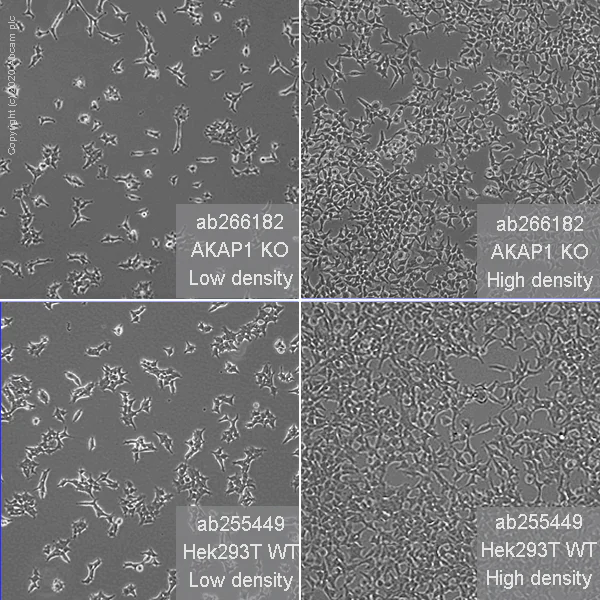 Cell Culture - Human AKAP1 knockout HEK-293T cell line (AB266182)