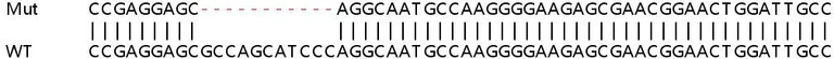 Sanger Sequencing - Human AKAP1 knockout HEK-293T cell line (AB266182)