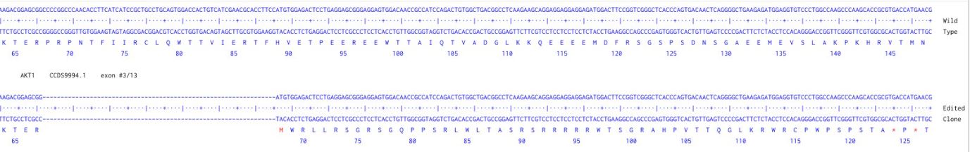 Next Generation Sequencing - Human AKT1 knockout HCT116 cell line (AB286570), expandable thumbnail