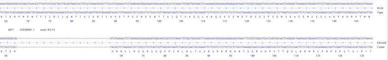 Next Generation Sequencing - Human AKT1 knockout HCT116 cell line (AB286570)