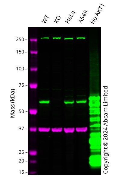 Western blot - Human AKT1 knockout HCT116 cell line (AB286570), expandable thumbnail