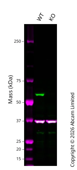 Western blot - Human AKT1 knockout HCT116 cell line (AB286570)