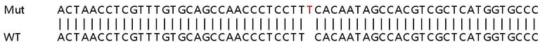 Sanger Sequencing - Human AKT1 knockout HeLa cell lysate (AB256835)
