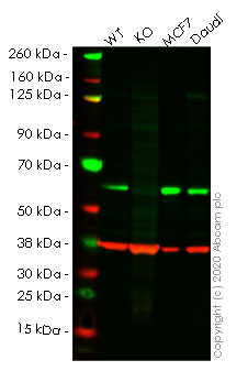 Western blot - Human AKT1 knockout HeLa cell lysate (AB256835)