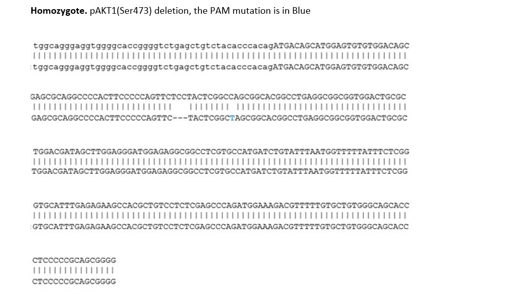 Sanger Sequencing - Human AKT1 mutation MCF7 cell line (AB308495), expandable thumbnail