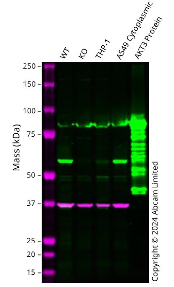 Western blot - Human AKT3 knockout A549 cell line (AB286451)