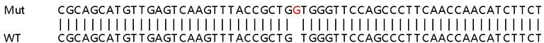 Sanger Sequencing - Human ALDH18A1 (P5CS) knockout HEK-293T cell line (AB266378)