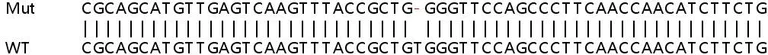 Sanger Sequencing - Human ALDH18A1 (P5CS) knockout HEK-293T cell line (AB266378)