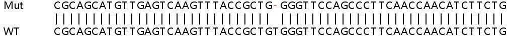 Sanger Sequencing - Human ALDH18A1 (P5CS) knockout HEK-293T cell lysate (AB258300)