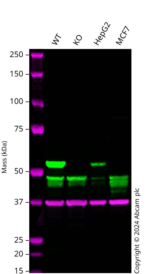 Western blot - Human ALDH1A1 knockout A549 cell line (AB261864)