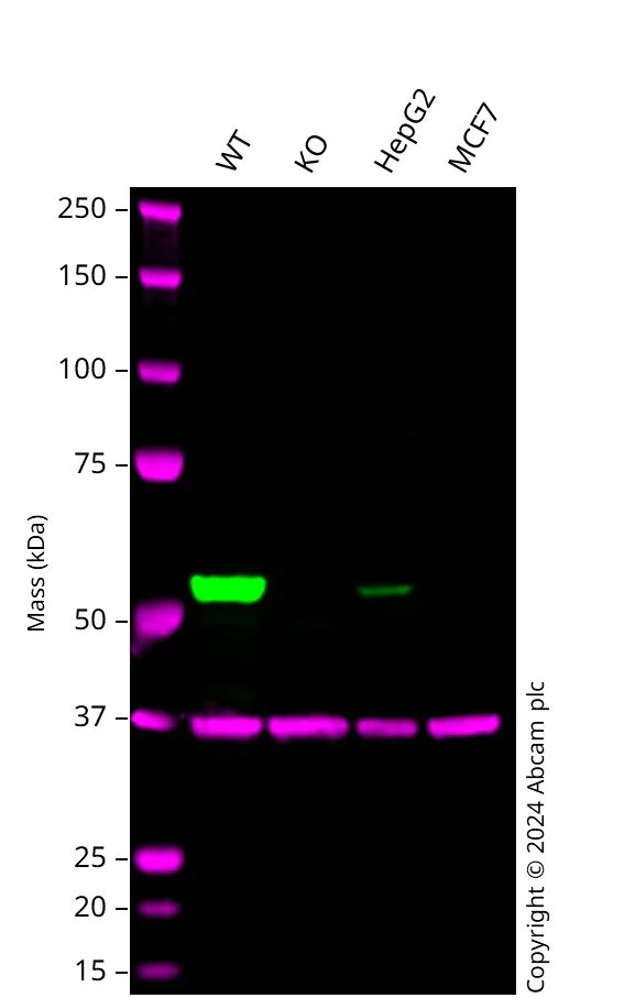 Western blot - Human ALDH1A1 knockout A549 cell lysate (AB261673)
