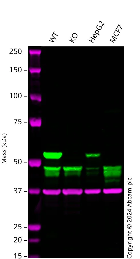 Western blot - Human ALDH1A1 knockout A549 cell lysate (AB261673)