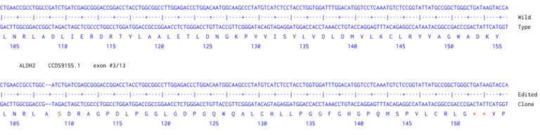 Next Generation Sequencing - Human ALDH2 knockout SW480 cell line (AB270483)