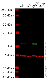 Western blot - Human ALDH2 knockout SW480 cell line (AB270483)