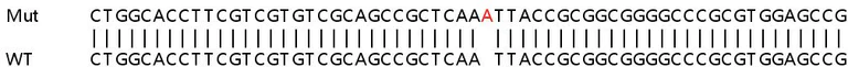 Sanger Sequencing - Human ALDH9A1 knockout HEK-293T cell lysate (AB258780)